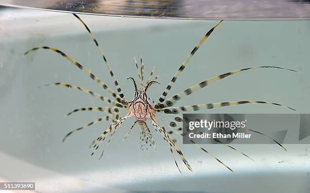 Lionfish swims in a tank at Artisanal Foods on February 19, 2016 in Las Vegas, Nevada.