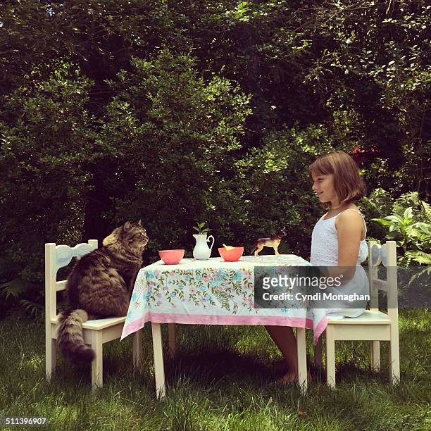 tea party with a maine coon cat - kid with cat stock-fotos und bilder