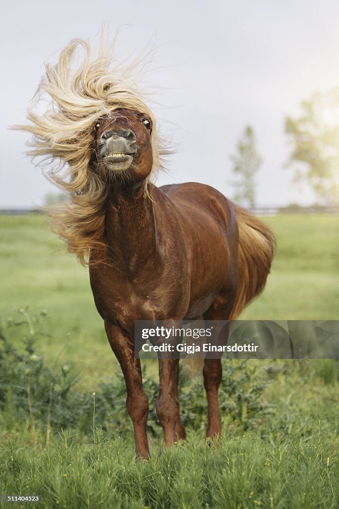 Mane Definition Icelandic Stallion With A Very Long And Thick Mane High-Res Stock Photo ...