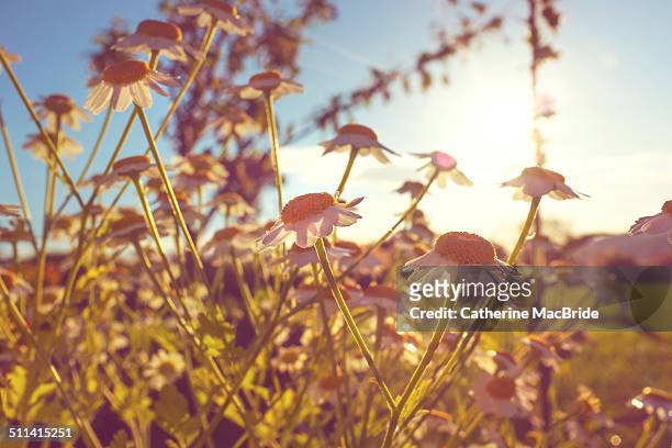 flowering feverfew in evening sun - catherine macbride - fotografias e filmes do acervo