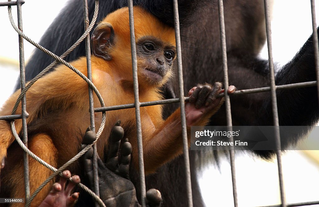 Rare Francois' Langur Monkey Is Born At London Zoo