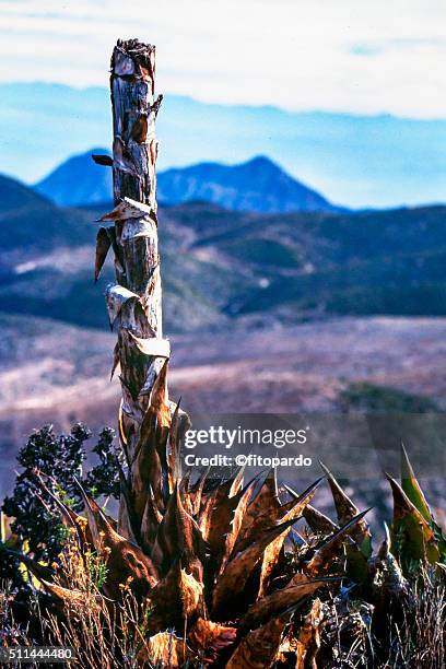 arid plants in real de catorce - ghost town photos et images de collection