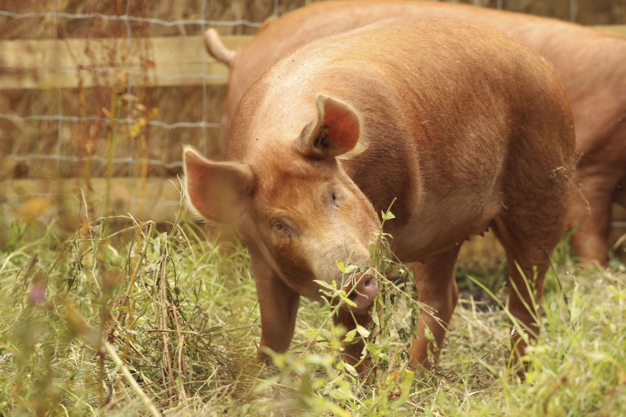 Tamworth pig in grass Tamworth pig in grass