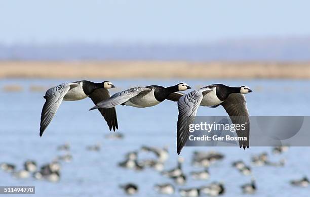 trio of flying barnacle geese (branta leucopsis) - wattenmeer national park stock pictures, royalty-free photos & images