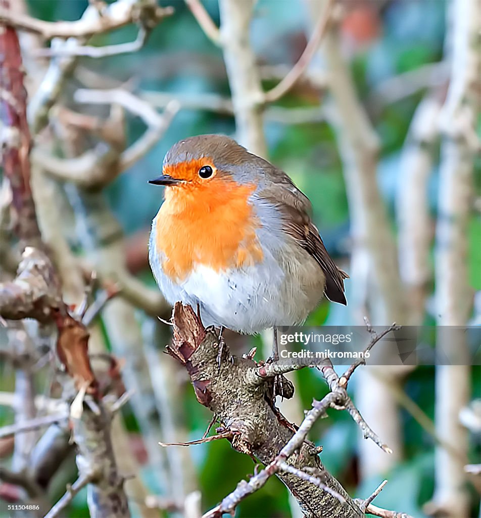 The European robin hiding in the trees
