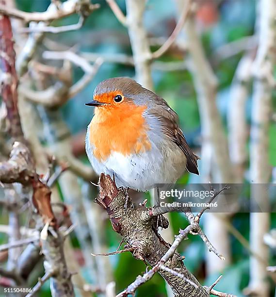 the european robin hiding in the trees - robin bildbanksfoton och bilder