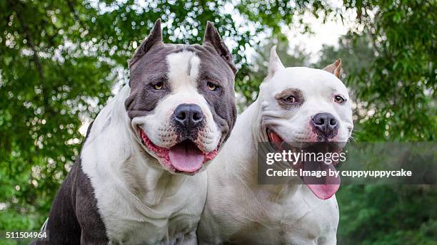 two pit bulls - pure bred dog stock pictures, royalty-free photos & images