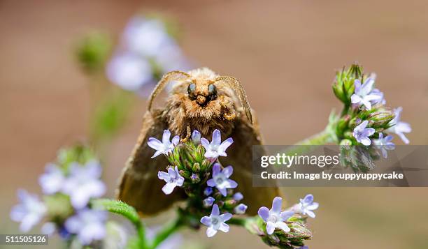 moth on a flower - papillon de nuit photos et images de collection