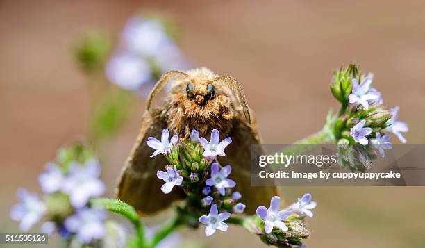 moth on a flower - moth stock pictures, royalty-free photos & images