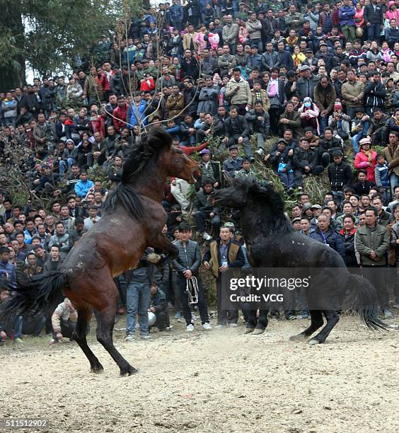 Two horses fight during a competition in Rongshui Miao Autonomous County on February 20, 2016 in Liuzhou, Guangxi Zhuang Autonomous Region of China....