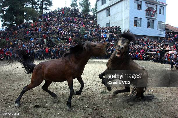 Two horses fight during a competition in Rongshui Miao Autonomous County on February 20, 2016 in Liuzhou, Guangxi Zhuang Autonomous Region of China....