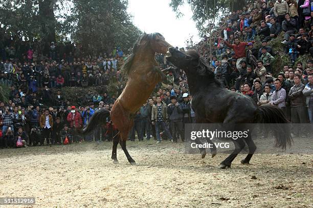 Two horses fight during a competition in Rongshui Miao Autonomous County on February 20, 2016 in Liuzhou, Guangxi Zhuang Autonomous Region of China....