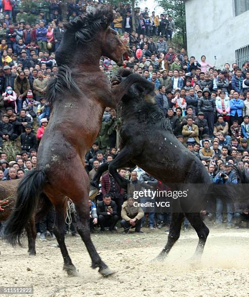 Two horses fight during a competition in Rongshui Miao Autonomous County on February 20, 2016 in Liuzhou, Guangxi Zhuang Autonomous Region of China....