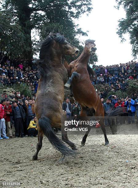 Two horses fight during a competition in Rongshui Miao Autonomous County on February 20, 2016 in Liuzhou, Guangxi Zhuang Autonomous Region of China....