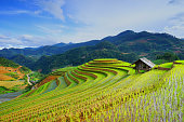 Rice fields on terrace in rainy season. Vietnam.