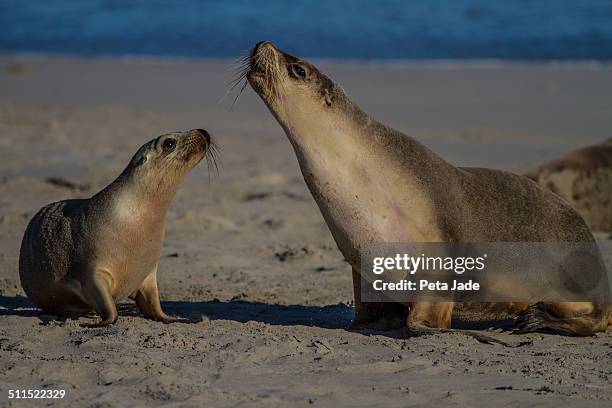 australian sea lions - peta jade stock pictures, royalty-free photos & images