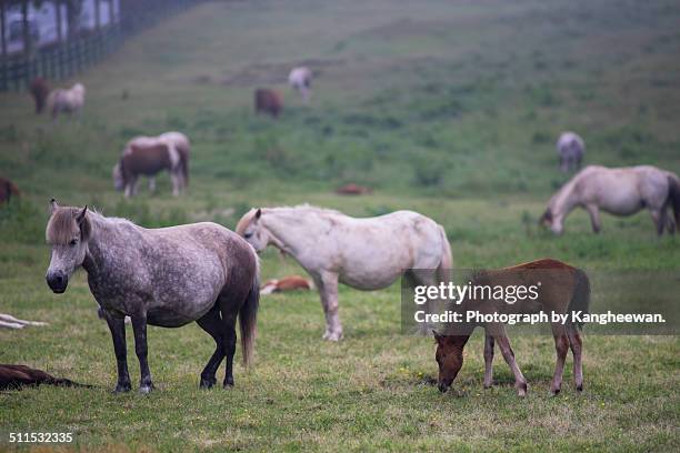 horses - jeju horse stock pictures, royalty-free photos & images