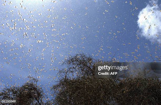 Recent pictures showing desert locusts filling the sky in southern Mauritania, near Kaedi. Authorities in Mauritania battled 08 August to contain an...