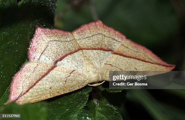 blood-vein moth (timandra comae) - geometridae stock pictures, royalty-free photos & images