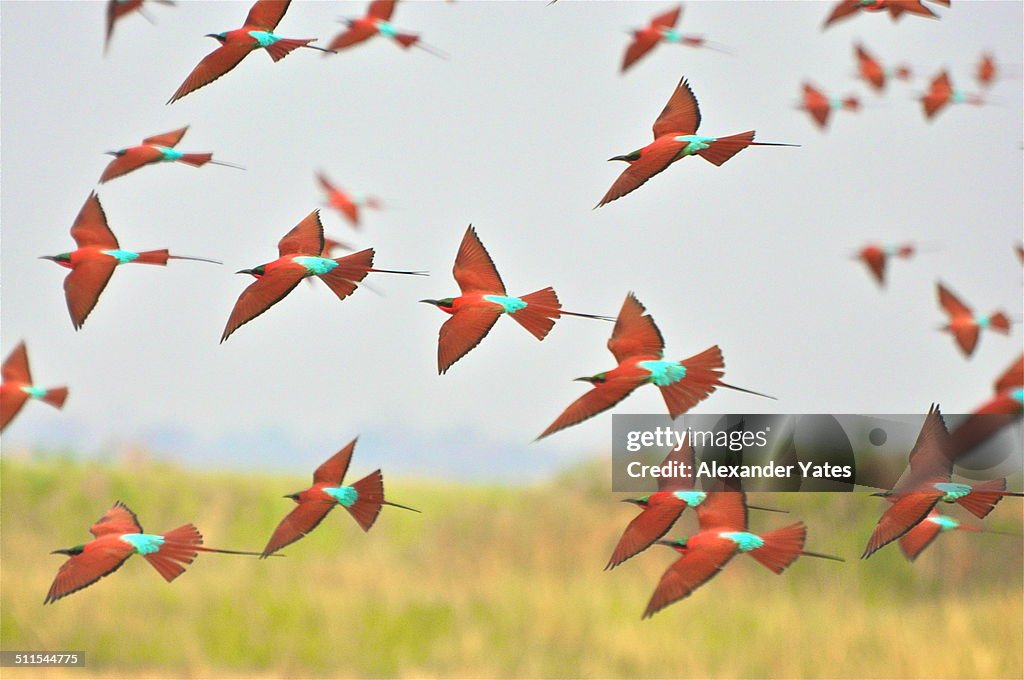 Flock of Southern Carmine Bee Eaters