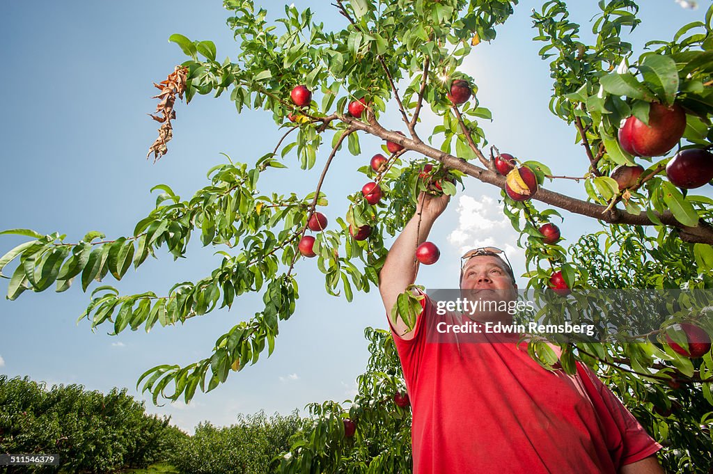 Picking nectarines