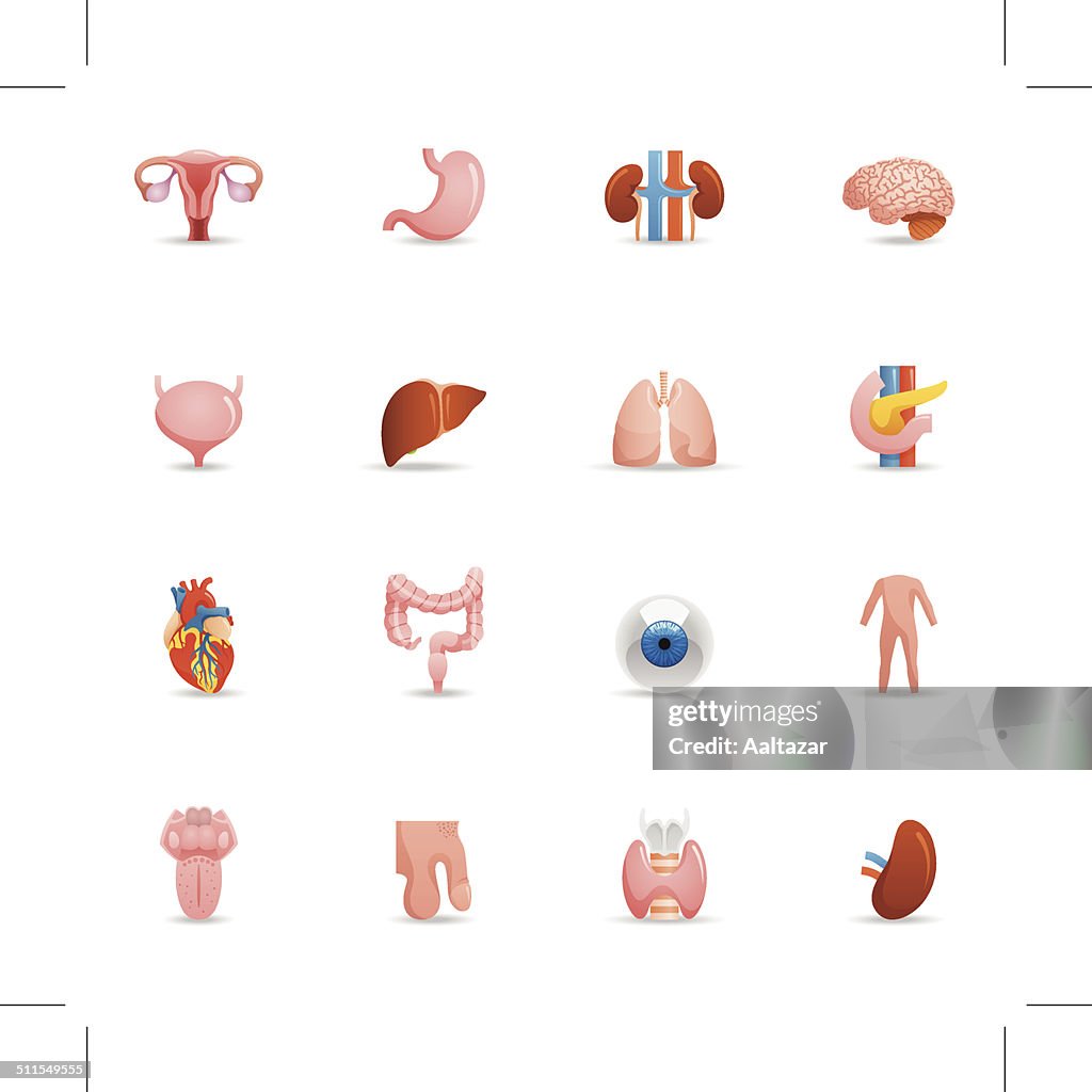 Farbe Icons mit menschlichen Organen
