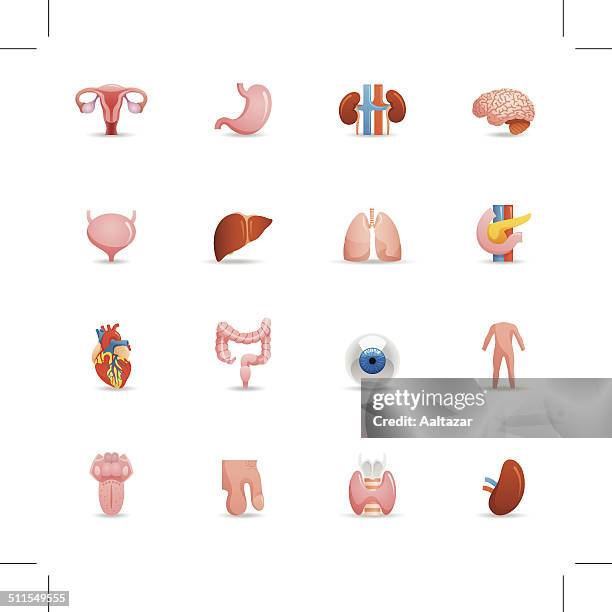 ilustrações, clipart, desenhos animados e ícones de cor ícones de órgãos humanos - abdome