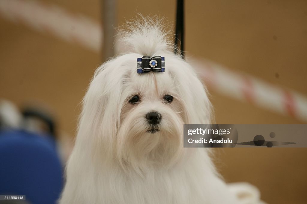 3rd Dog beauty contest in Turkey's Gaziantep