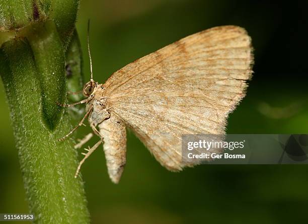 dingy shell moth - geometridae stock pictures, royalty-free photos & images