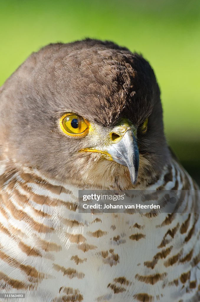 African Goshawk