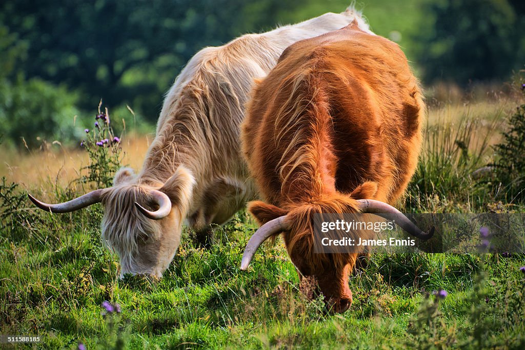 Highland cows grazing on pasture