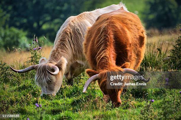 Highland Cows Grazing On Pasture, Stock-Foto