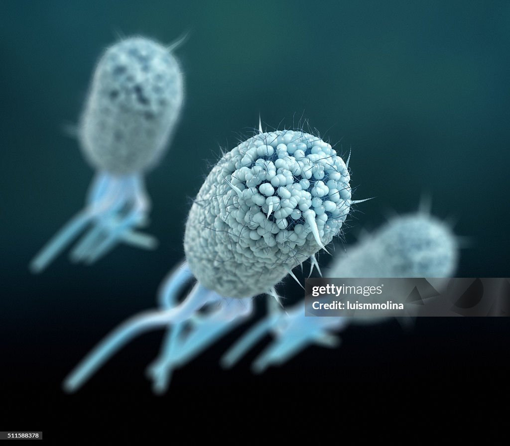 Escherichia Coli (E. Coli.)