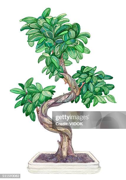 watercolor bonsai tree. - japanese tree drawing stock illustrations