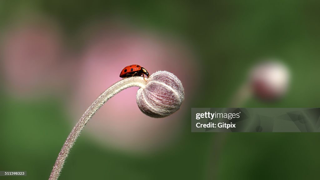 Ladybird on an Anemone bud