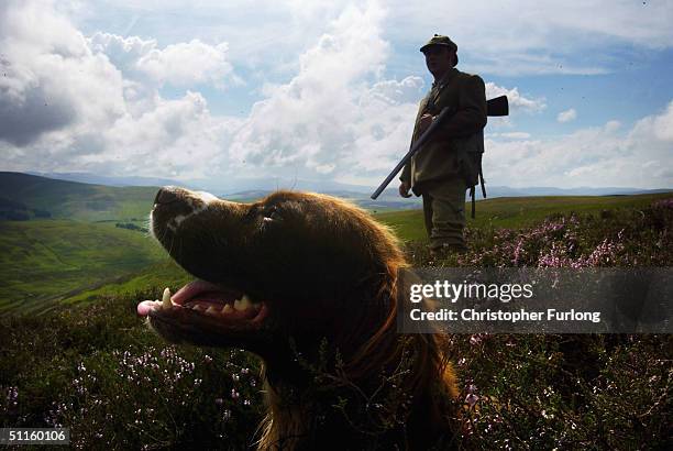 Gamekeeper Kyle Hogg and his gun dog Teal prepare for tomorrow's start of the grouse shooting season, on August 11, 2004 on a moor outside Peebles,...