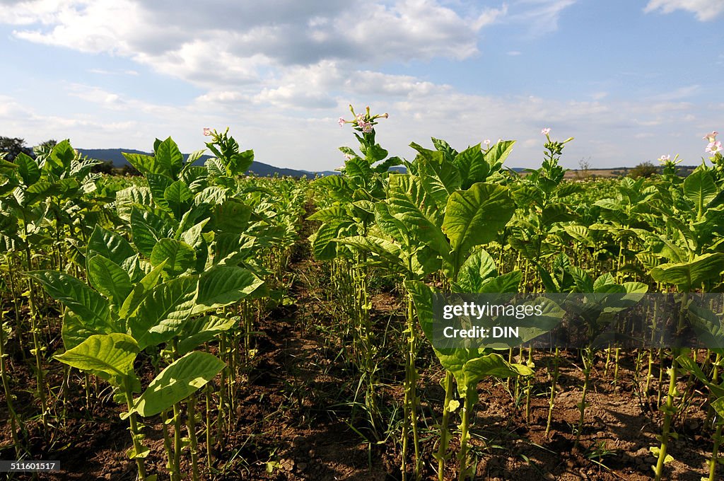 Tobacco plantation