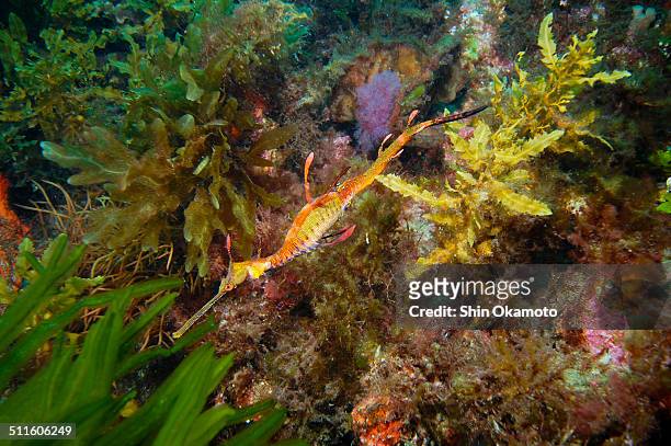 weedy sea dragon - sea dragon stock pictures, royalty-free photos & images