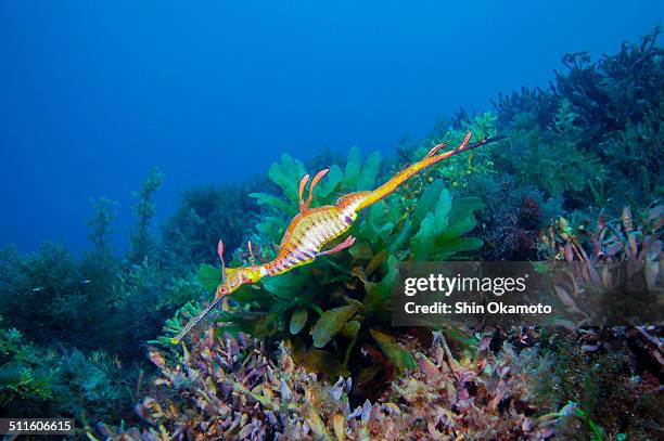 weedy sea dragon - sea dragon stock pictures, royalty-free photos & images