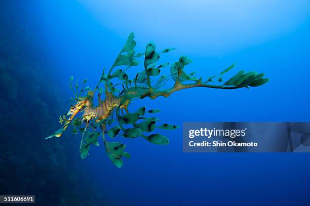 leafy sea dragon - leafy seadragons stock-fotos und bilder