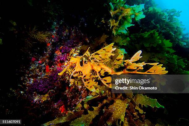 leafy sea dragon - sea dragon stock pictures, royalty-free photos & images