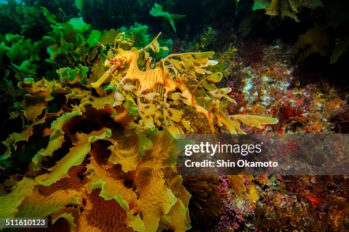 Leafy Sea Dragon Leafy Sea Dragon