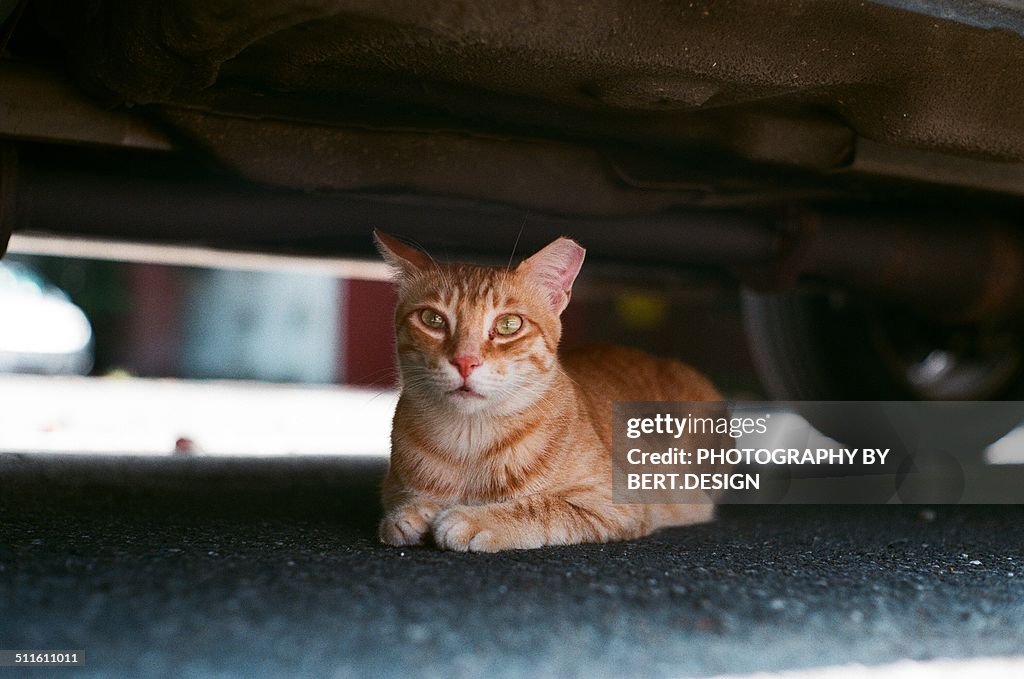 Cat under the car