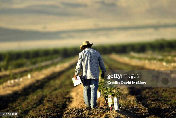 Farm worker labors in a field on August 11, 2004 near the town of Arvin, southeast of Bakersfield, California. California?s Central Valley is one of...
