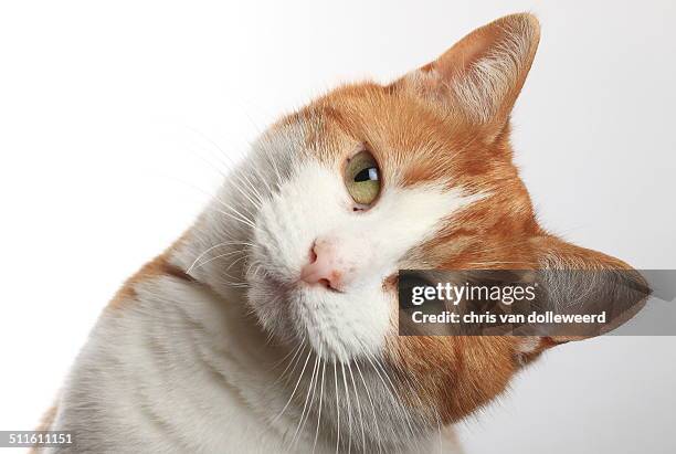 Cat Tilt Head Photos and Premium High Res Pictures - Getty Images