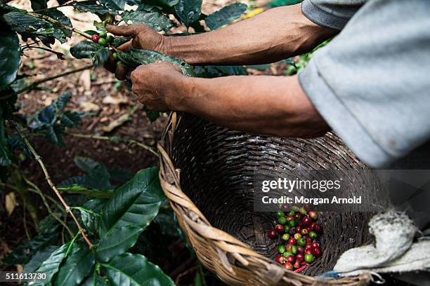 hand picked - coffee farm stock pictures, royalty-free photos & images