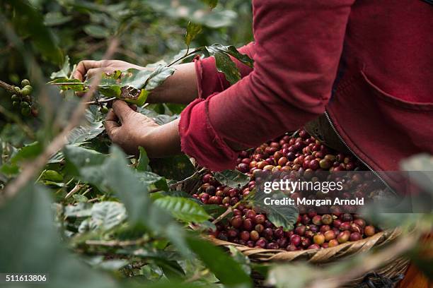 coffee harvest - coffee plant stock pictures, royalty-free photos & images