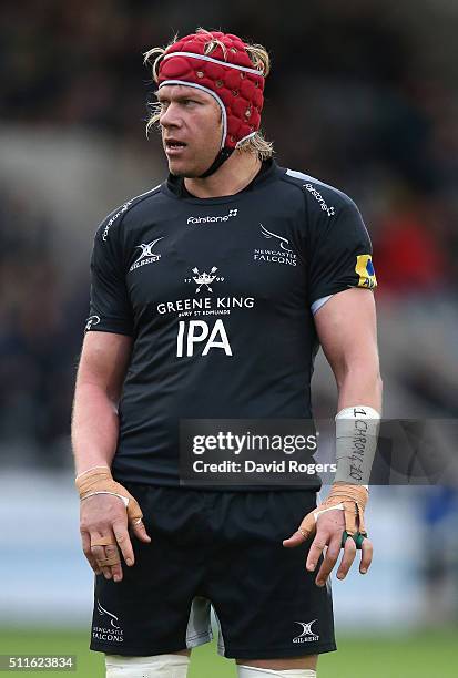 Mouritz Botha of Newcastle looks on during the Aviva Premiership match between Newcastle Falcons and Northampton Saints at Kingston Park on February...