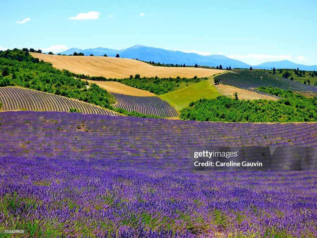 Lavender fields of Provence