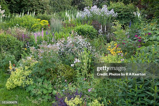 english garden in full summer growth - pie de león fotografías e imágenes de stock